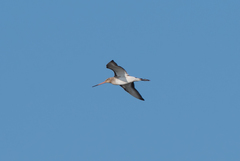 Limosa limosa