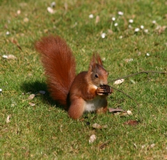 Sciurus vulgaris