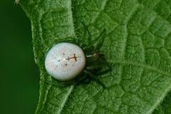Aoaraneus pentagrammicus