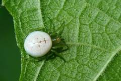 Aoaraneus pentagrammicus
