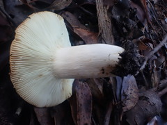 Russula neerimea