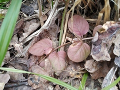 Lysimachia nummularia