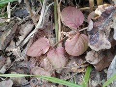 Lysimachia nummularia