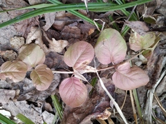 Lysimachia nummularia