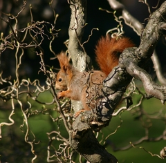 Sciurus vulgaris
