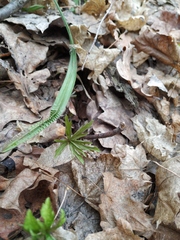 Anemonoides ranunculoides