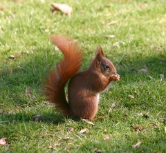 Sciurus vulgaris