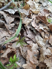 Anemonoides ranunculoides
