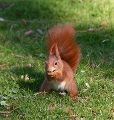 Sciurus vulgaris