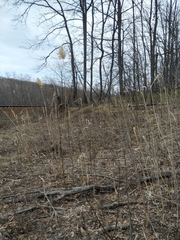 Phragmites australis