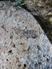 Oedaleonotus