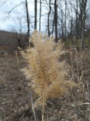 Phragmites australis