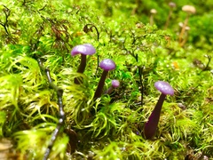 Laccaria masoniae