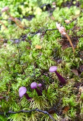 Laccaria masoniae