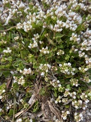 Cochlearia danica