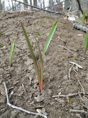 Tulipa sylvestris australis