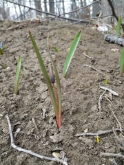 Tulipa sylvestris australis