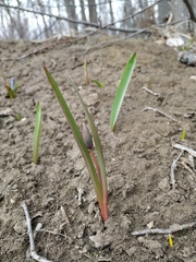 Tulipa sylvestris australis