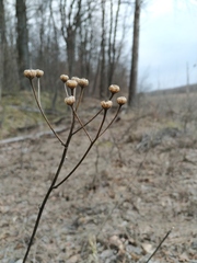 Tanacetum corymbosum