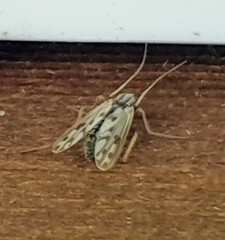 Polypedilum nubiferum