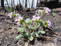 Phacelia suaveolens