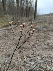 Tanacetum corymbosum