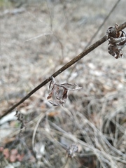 Tanacetum corymbosum