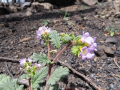 Phacelia suaveolens