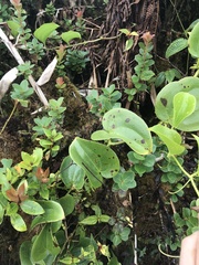 Smilax melastomifolia