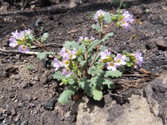 Phacelia suaveolens