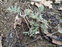 Artemisia absinthium
