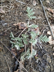 Artemisia absinthium