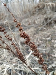 Rumex crispus