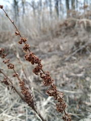 Rumex crispus