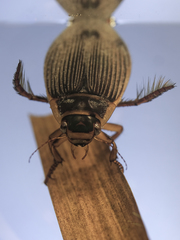 Dytiscus circumcinctus