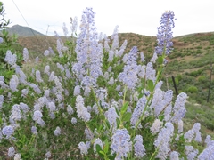 Ceanothus parryi