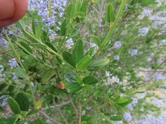 Ceanothus parryi