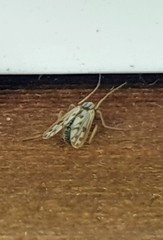 Polypedilum nubiferum