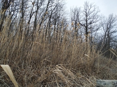 Phragmites australis