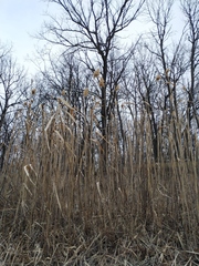 Phragmites australis