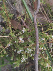 Leucopogon glacialis