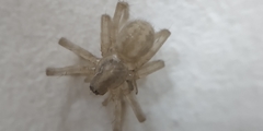 Tegenaria domestica