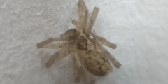 Tegenaria domestica