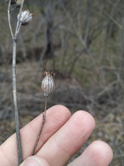 Silene noctiflora