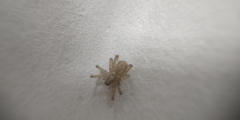 Tegenaria domestica