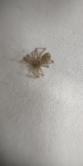 Tegenaria domestica