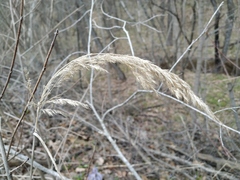 Calamagrostis epigejos