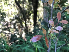 Alectryon subdentatus