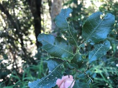 Alectryon subdentatus