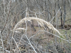 Calamagrostis epigejos